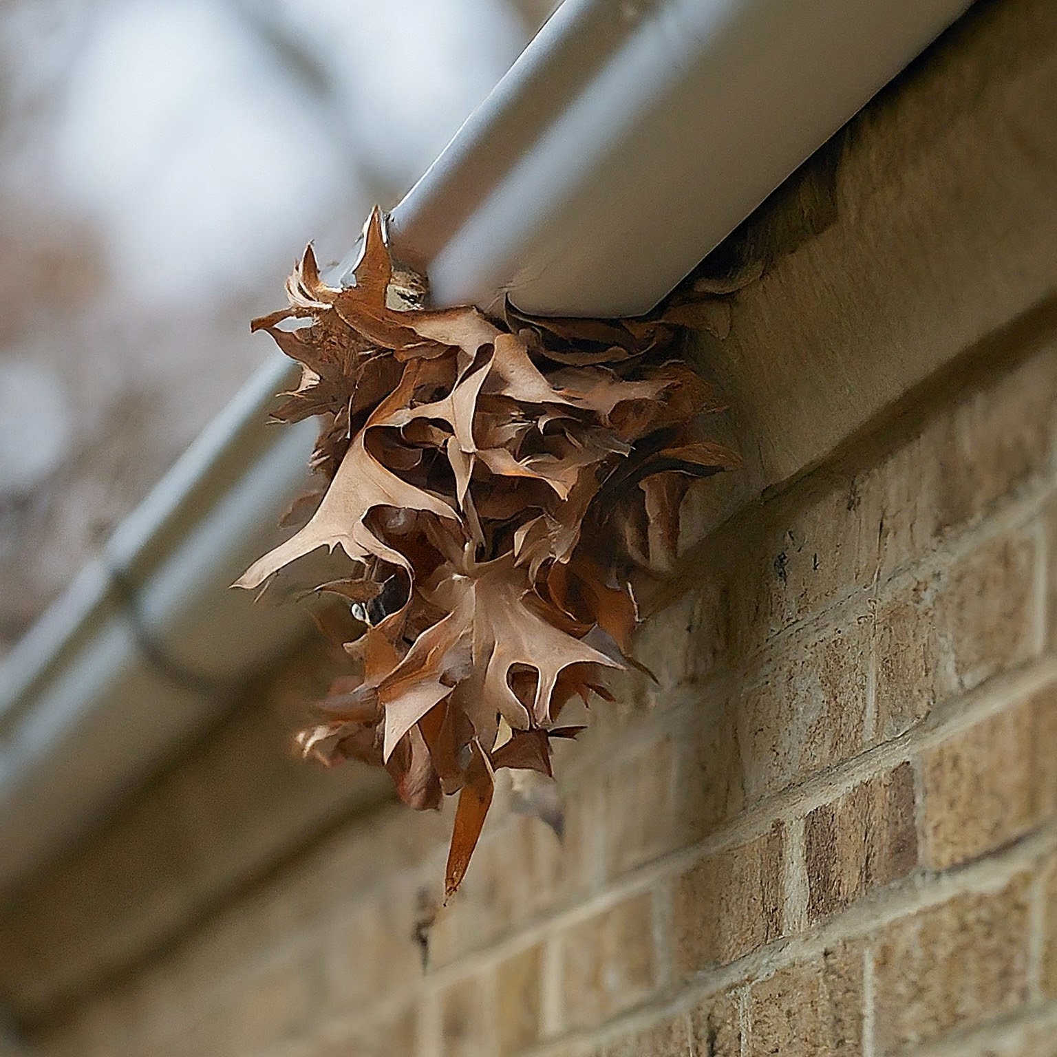 Leaves stuck on a gutter. Image by Gemini